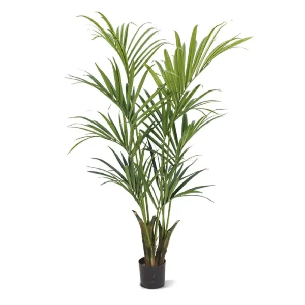 Palma Kentia Naturalna 165 cm