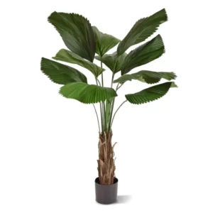 Palma-Likuala-140-cm.webp Palma Likuala 140 cm