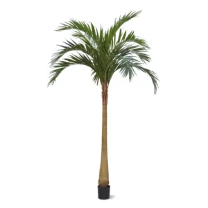 Palma Majestic 300 cm