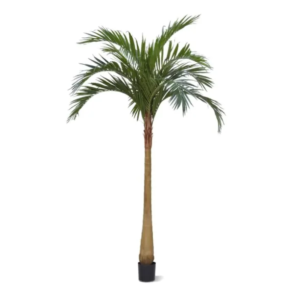 Palma Majestic 300 cm