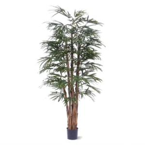 Palma Rapis 190 cm