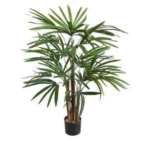 Palma Rapis 75 cm