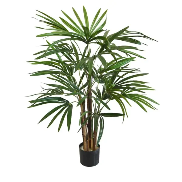 Palma Rapis 75 cm