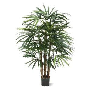 Palma Rapis Luksusowa 100 cm