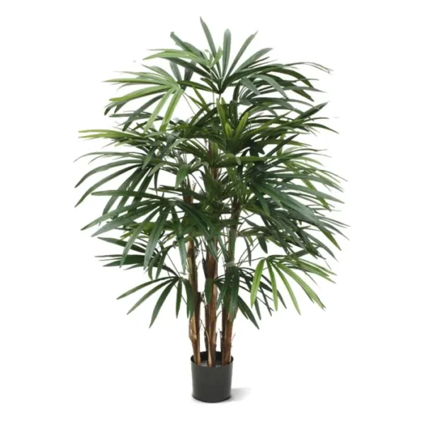 Palma Rapis Luksusowa 100 cm