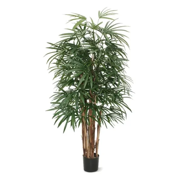 Palma Rapis Luksusowa 160 cm