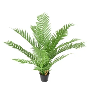 Paproc-Diksonia-UV-60-cm.webp Paproć Diksonia UV 60 cm