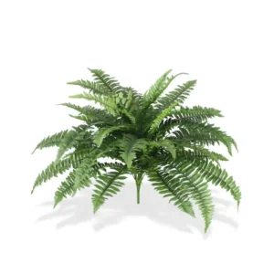 Paproc-Luksusowa-na-Piku-65-cm.webp Paproć Luksusowa na Piku 65 cm