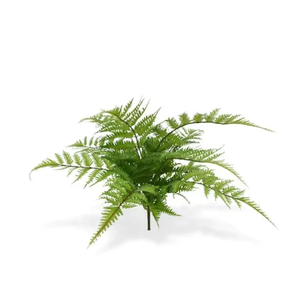 Paproć Pteris na Piku 30 cm