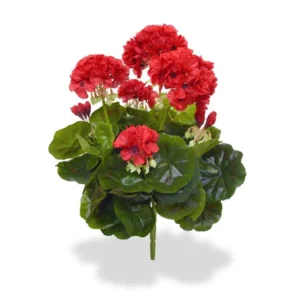 Pelargonia-Czerwona-na-Piku-40-cm.webp Pelargonia Czerwona na Piku 40 cm