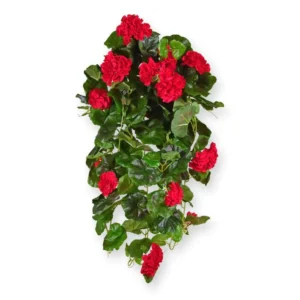 Pelargonia Luksusowa Wisząca Czerwona 70 cm