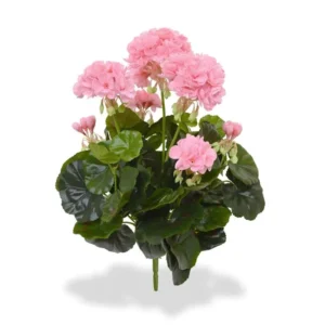 Pelargonia-Rozowa-na-Piku-40-cm.webp Pelargonia Różowa na Piku 40 cm