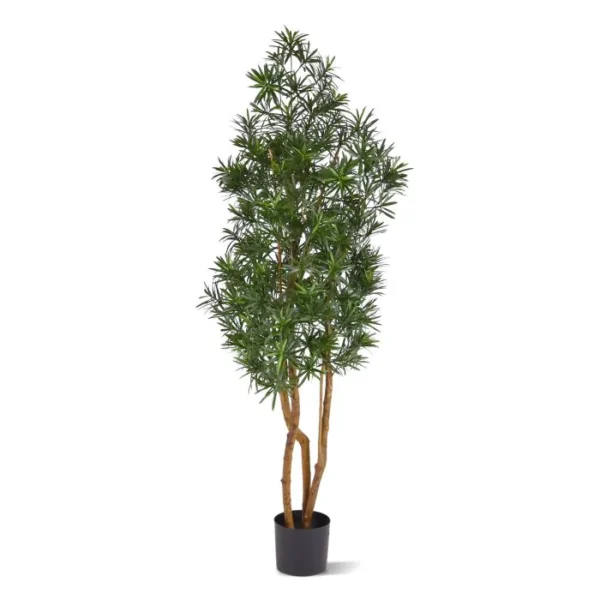Podokarpus UV 150 cm