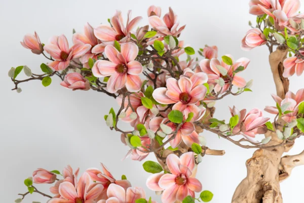 Drzewo magnolii z różowymi kwiatami na naturalnym egzotycznym pniu