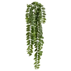 Bluszcz Robinia Akacjowa 90 cm
