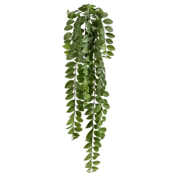 Bluszcz Robinia Akacjowa 90 cm