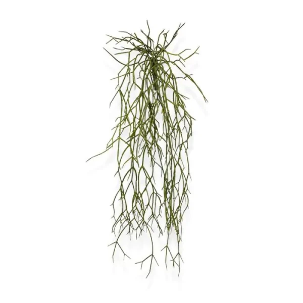 Rypsalis Micrantha 55 cm