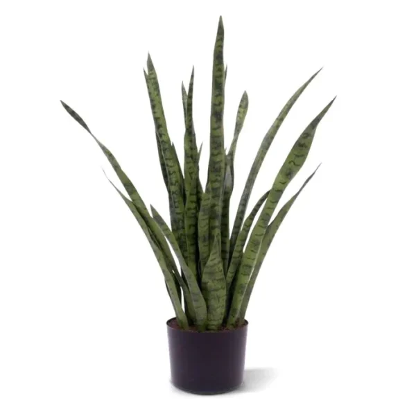 Sansewieria 100 cm