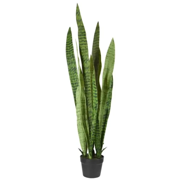 Sansewieria 110 cm