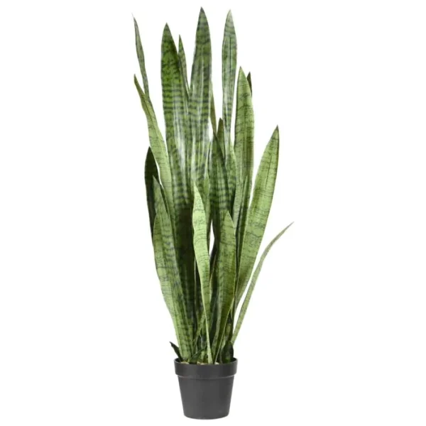 Sansewieria 130 cm