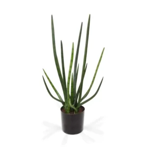 Sansewieria-Cylindrica-75-cm.webp Sansewieria Cylindrica 75 cm