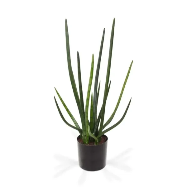 Sansewieria Cylindrica 75 cm