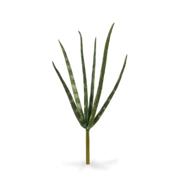 Sansewieria Cylindrica na Piku 20 cm