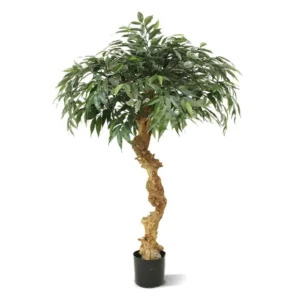 Shirakashi - Bonsai 100 cm