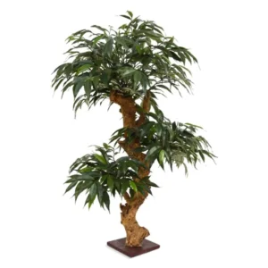 Shirakashi - Bonsai 80 cm