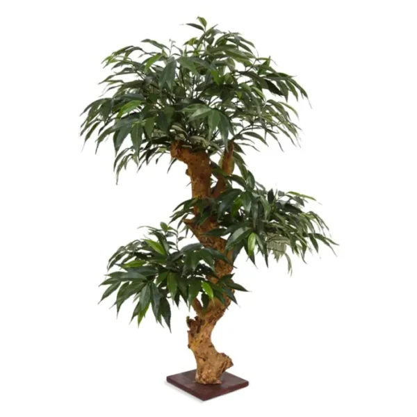 Shirakashi - Bonsai 80 cm