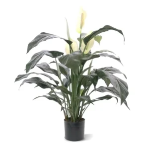 Skrzydlokwiat-70-cm.webp Skrzydłokwiat 70 cm