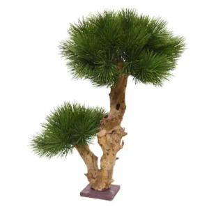 Sosna - Bonsai 55 cm