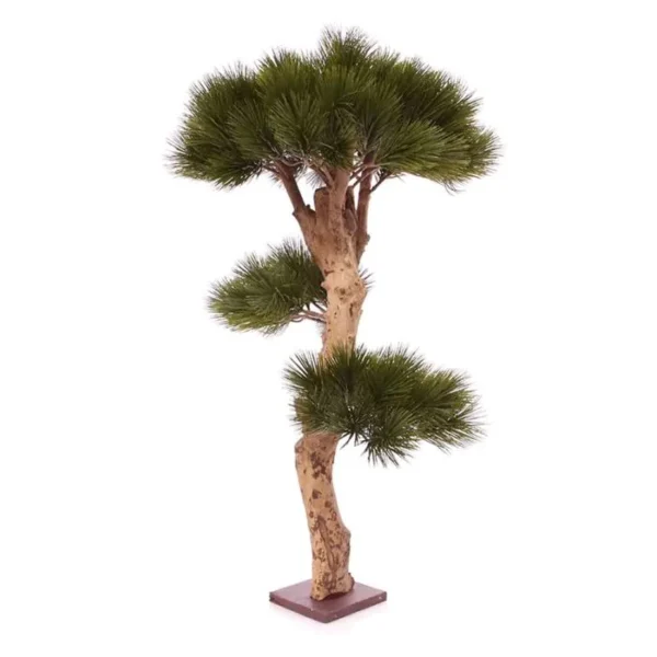 Sosna - Bonsai 85 cm