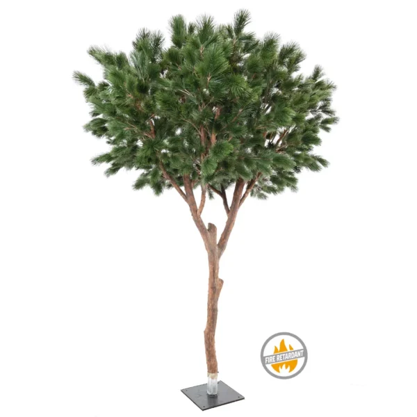 Sosna Maritima 310 cm - Produkt Trudnopalny FR