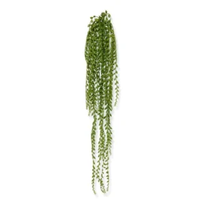 Starzec-Rowleya-100-cm.webp Starzec Rowleya 100 cm