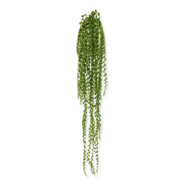 Starzec Rowleya 100 cm