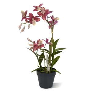 Storczyk-Orchidea-Burgundowy-50-cm.webp Storczyk Orchidea Burgundowy 50 cm