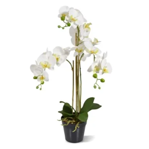 Storczyk-Orchidea-Phalaenopsis-Bialy-75-cm.webp Storczyk Orchidea Phalaenopsis Biały 75 cm