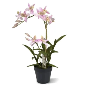 Storczyk-Orchidea-Rozowy-50-cm.webp Storczyk Orchidea Różowy 50 cm