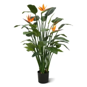 Strelicja-Krolewska-145-cm.webp Strelicja Królewska 145 cm