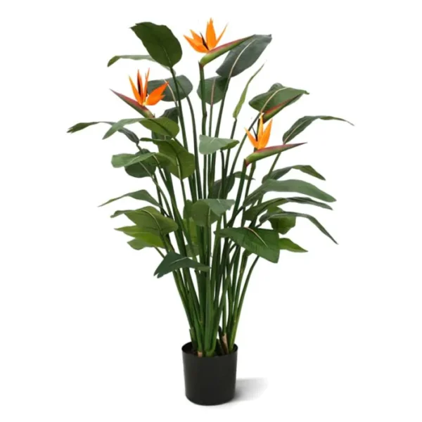 Strelicja Królewska 145 cm