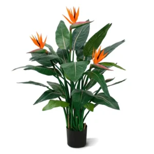 Strelicja Królewska 115 cm