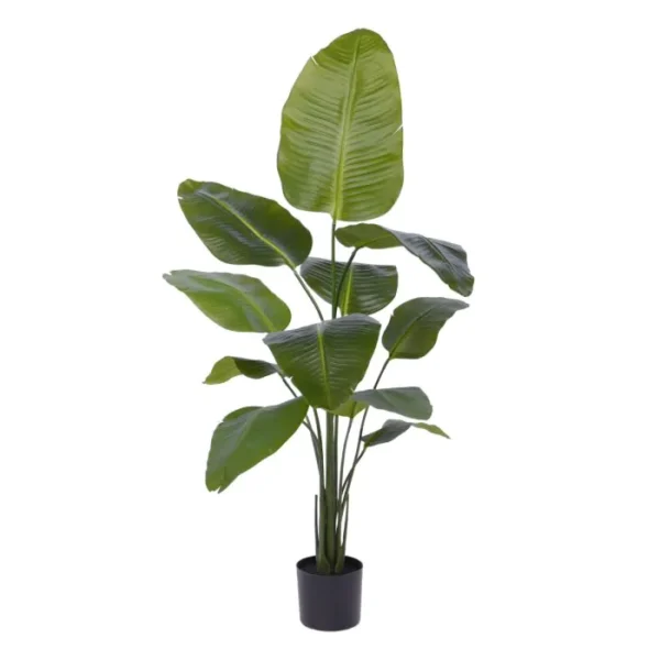 Strelicja Nicolai 150 cm