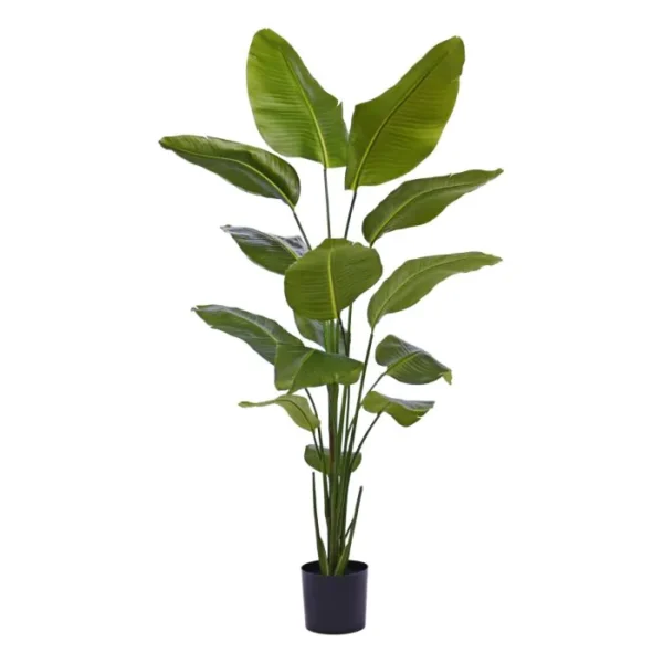 Strelicja Nicolai 175 cm