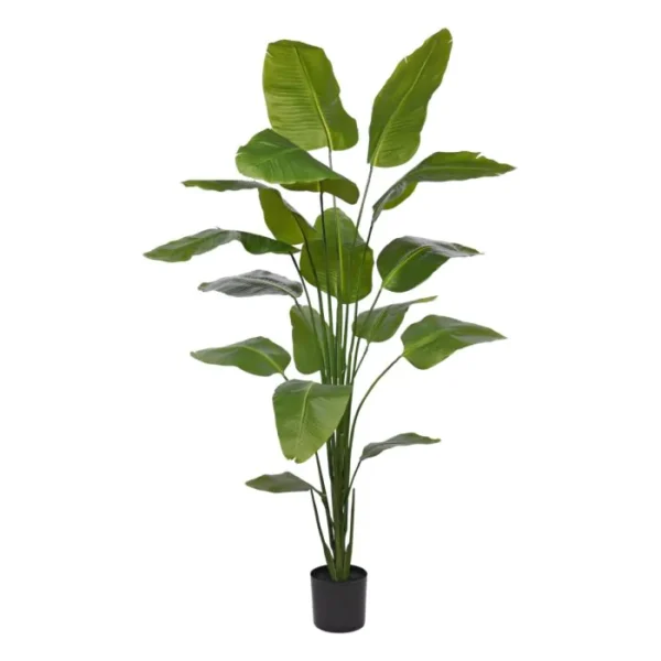 Strelicja Nicolai 210 cm
