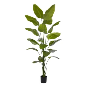 Strelicja-Nicolai-225-cm.webp Strelicja Nicolai 225 cm