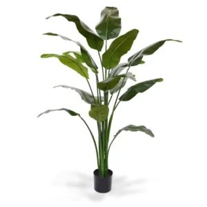 Strelicja Traveller Luksusowa 170 cm