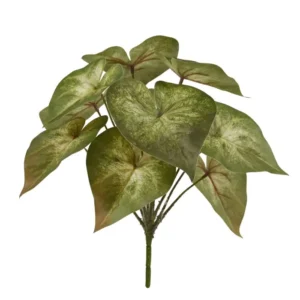 Syngonium Podophyllum na Piku 30 cm