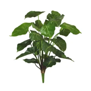 Syngonium na Piku 55 cm