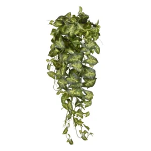 Synognium-90-cm.webp Syngonium 90 cm